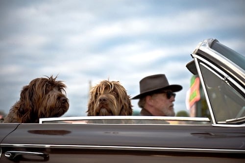 car vacuum for pet hair reviews